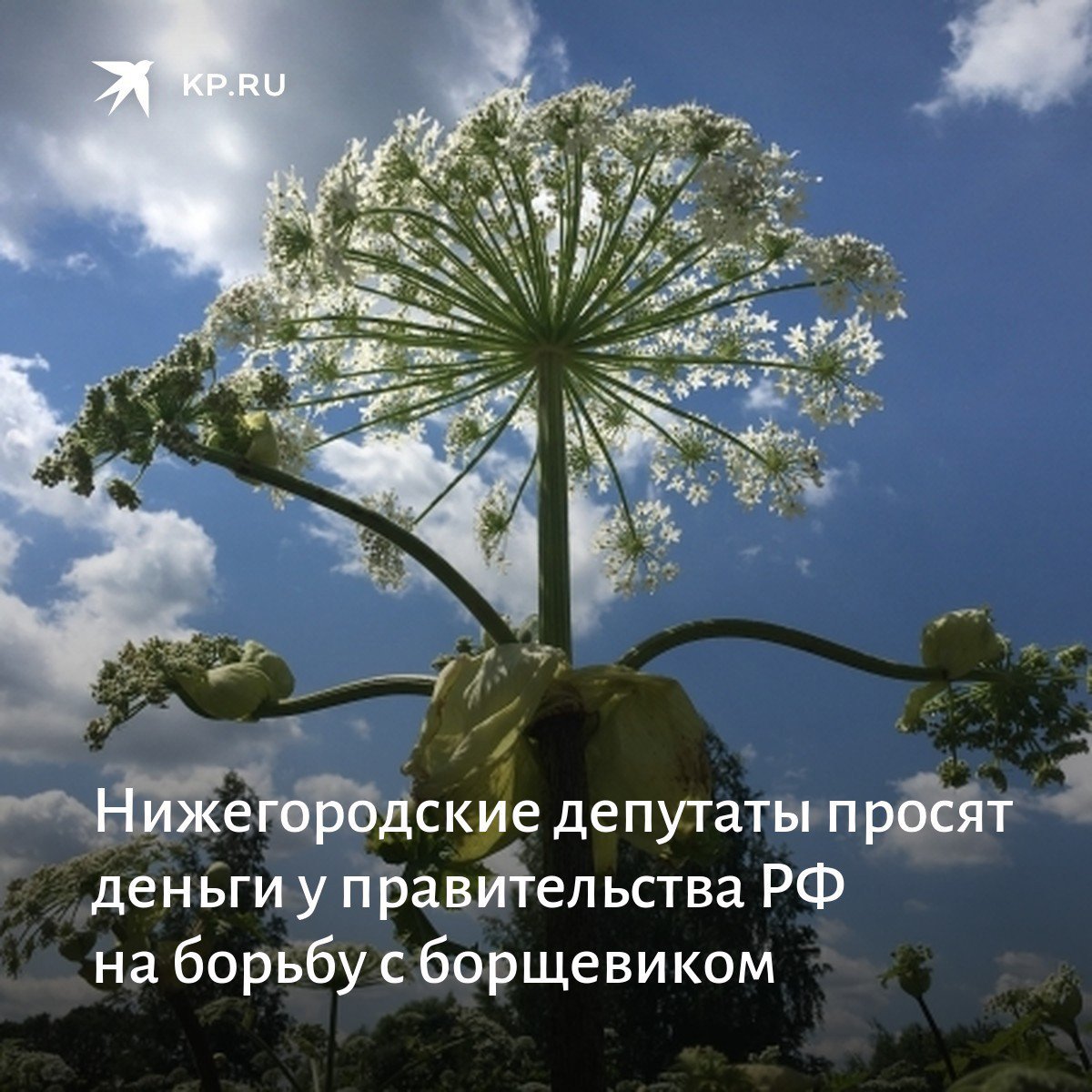 Жук борщевик