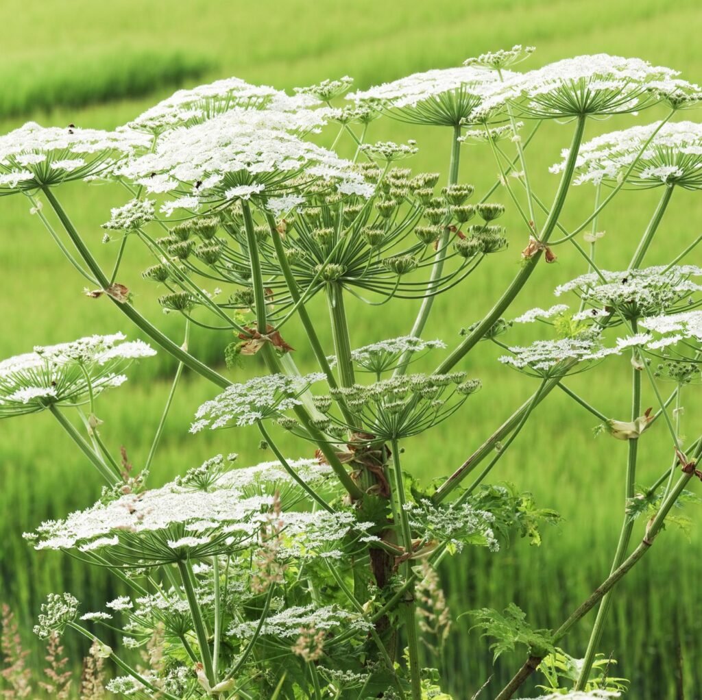 Пыльца борщевика
