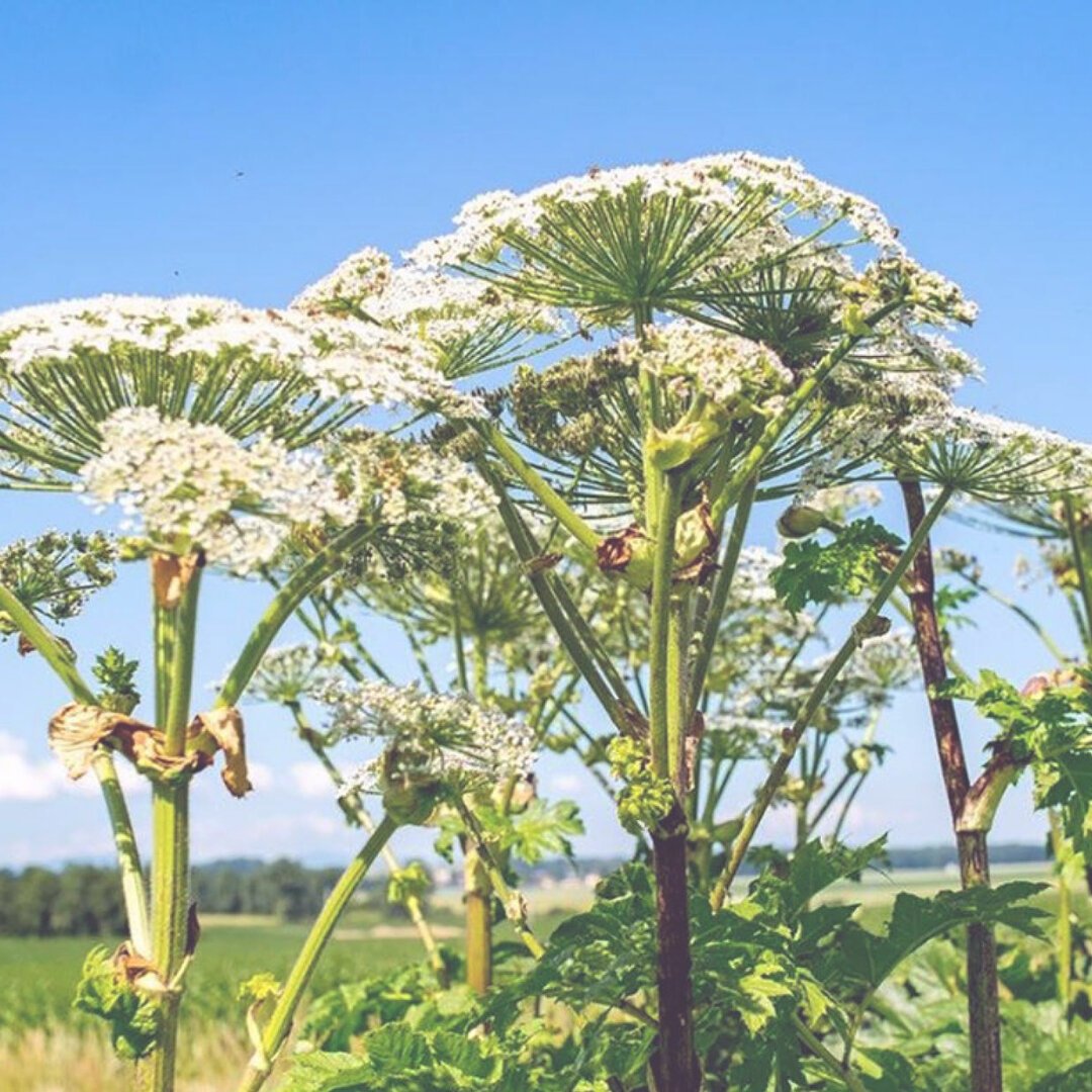 Борщевик Сосновского