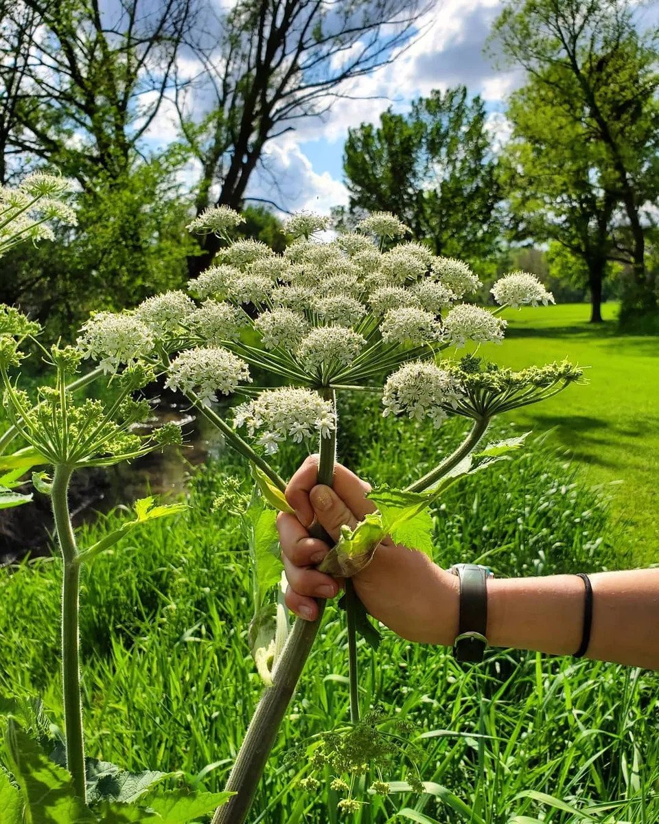 Растение борщевик Сосновского