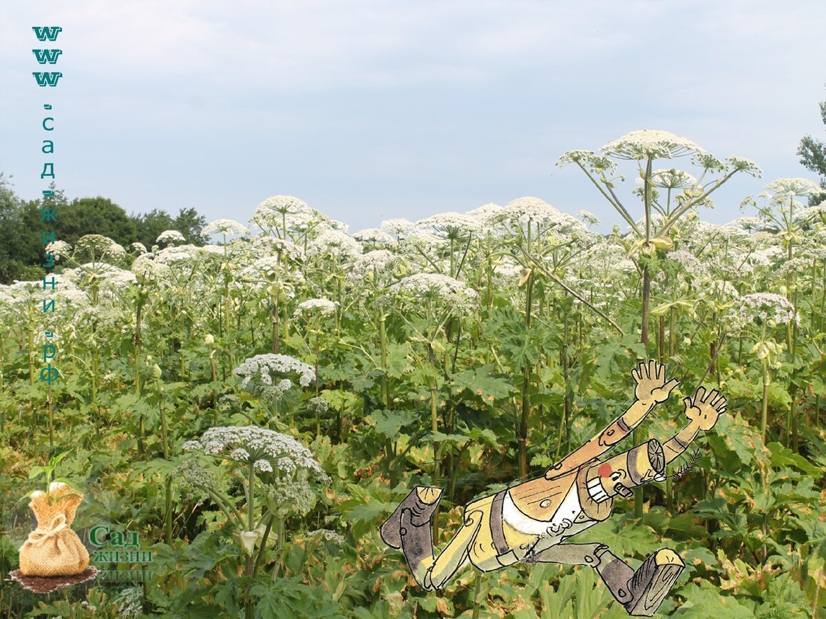 Огромный борщевик