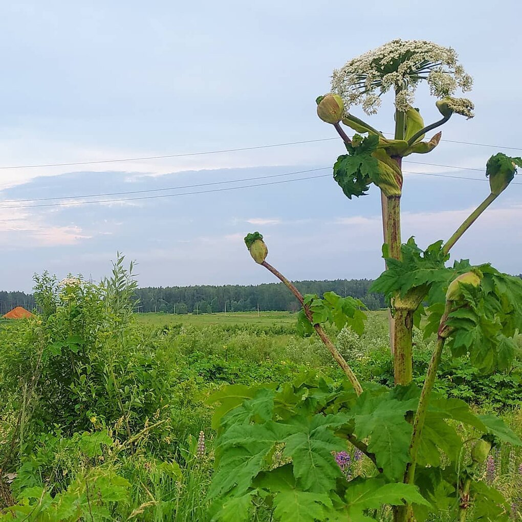 Борщевик Сосновского