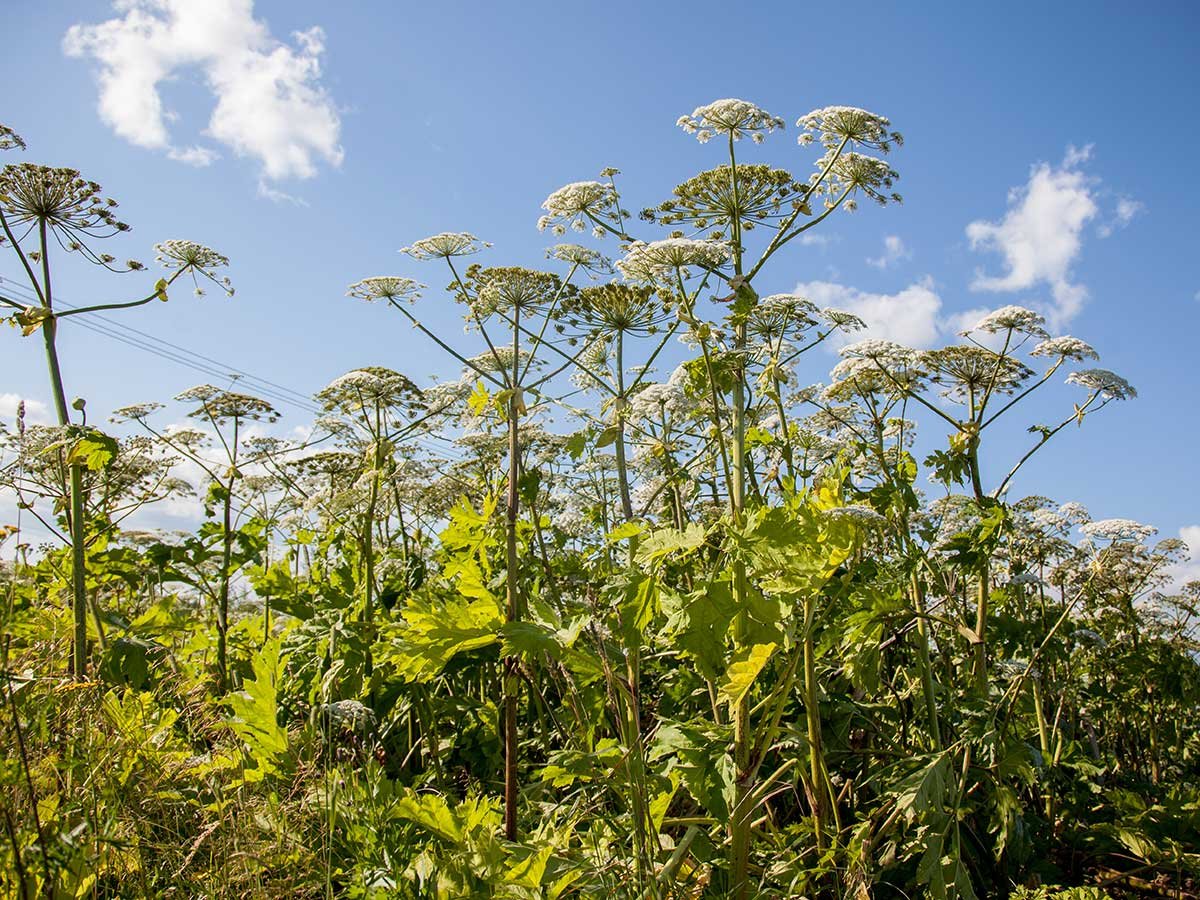 Памятка борщевик Сосновского