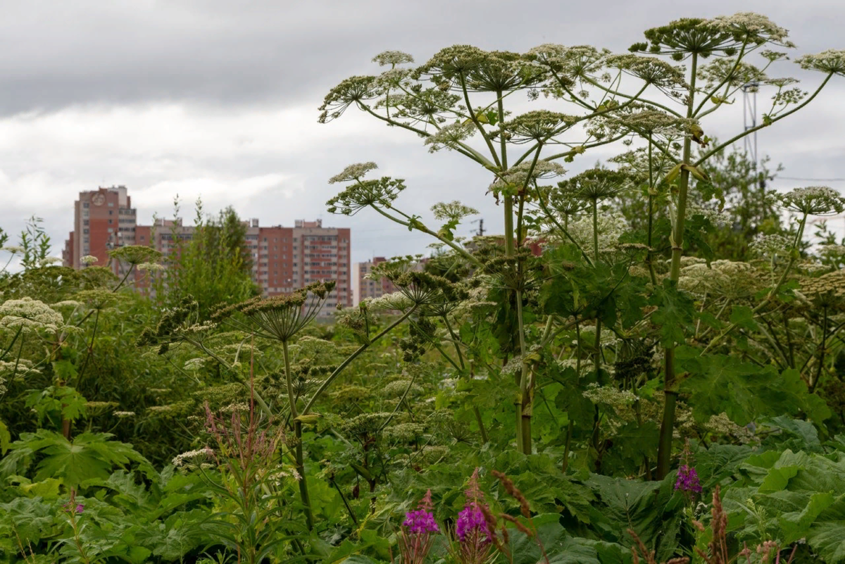 Страшный борщевик