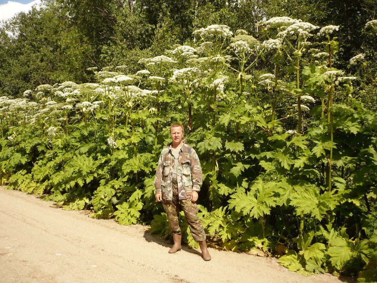 Сахалинский борщевик