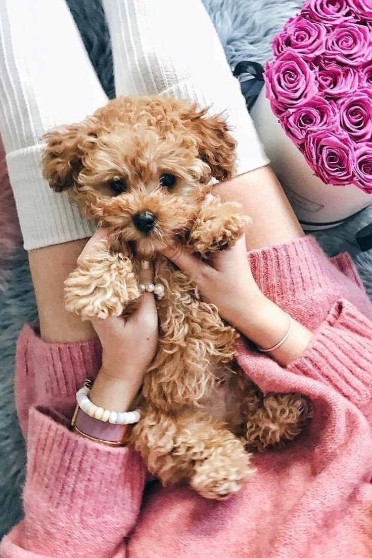 Карликовый пудель Тикап