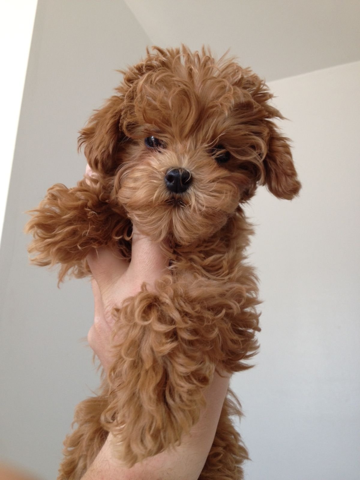 Мальтипу и кокапу