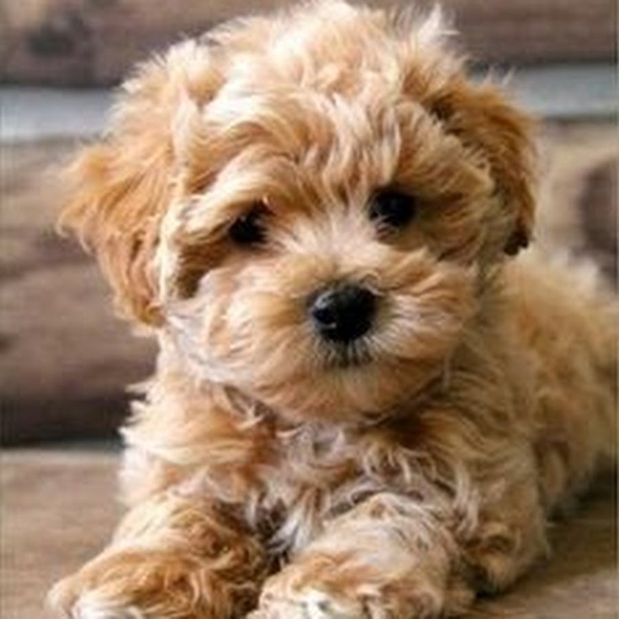 Порода собак мальтипу