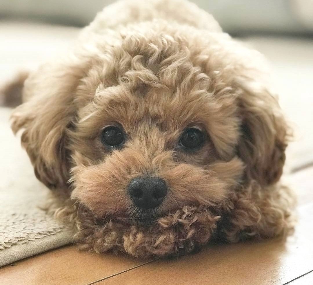 Мальтипу Рианны