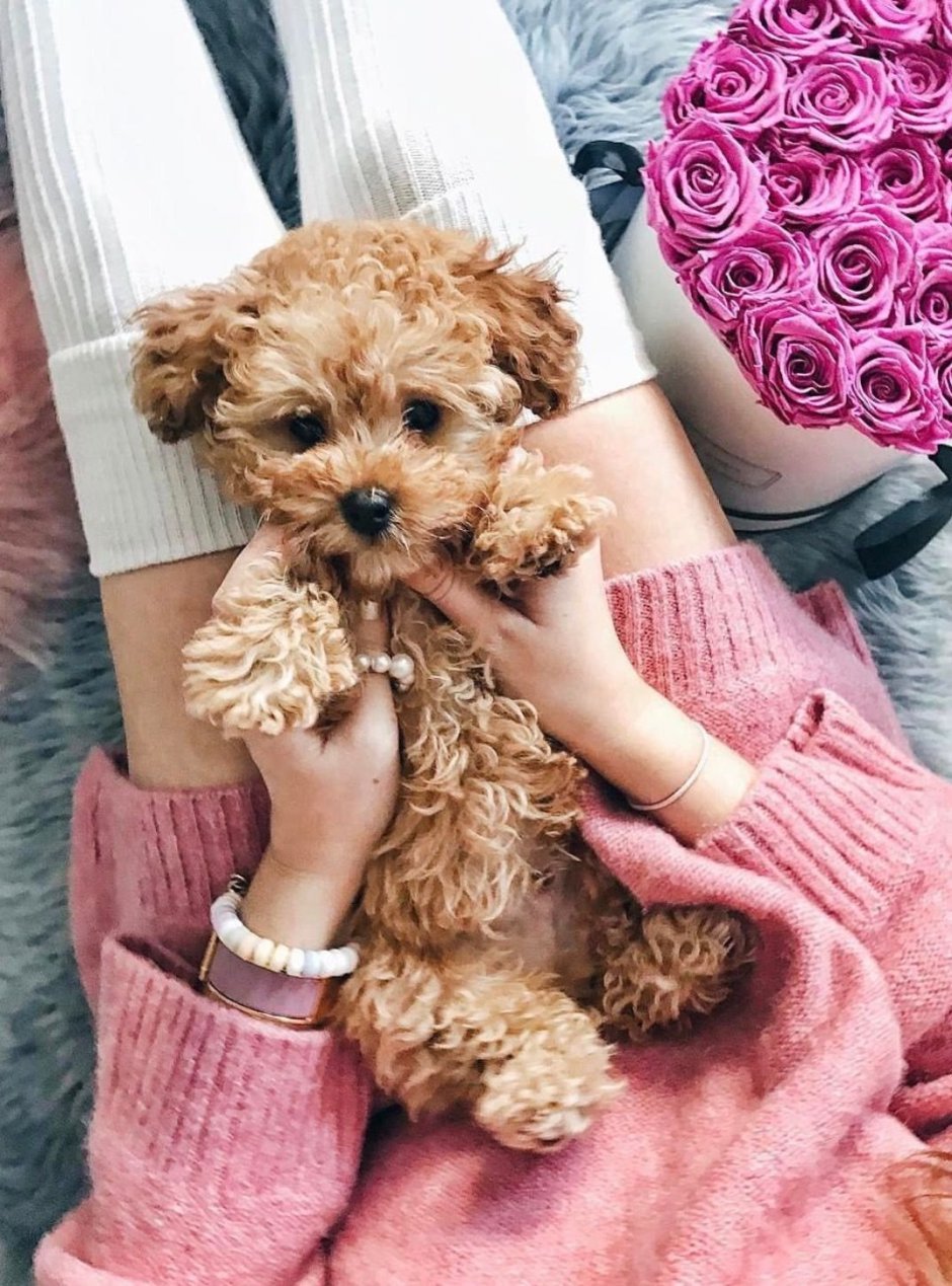 Порода мальтипу