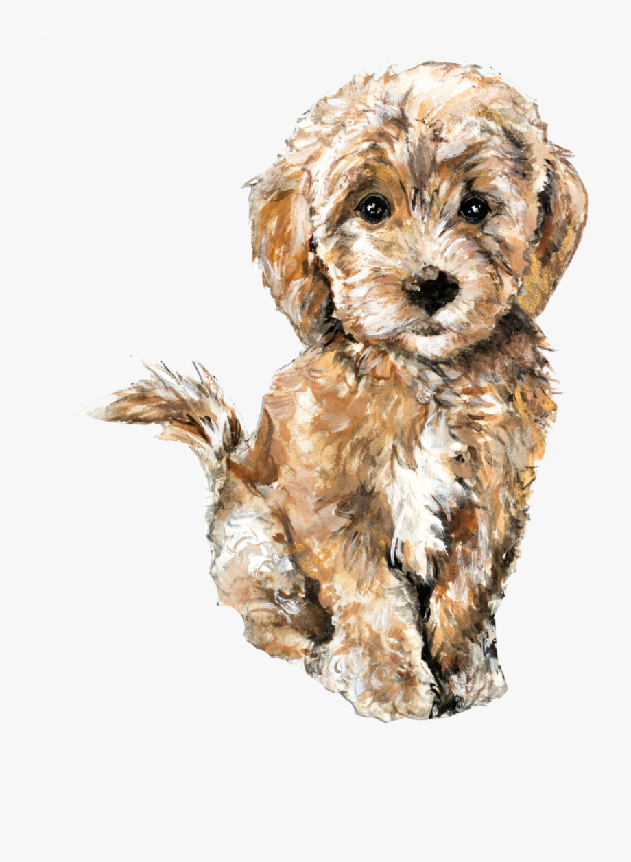 Болонка мальтипу