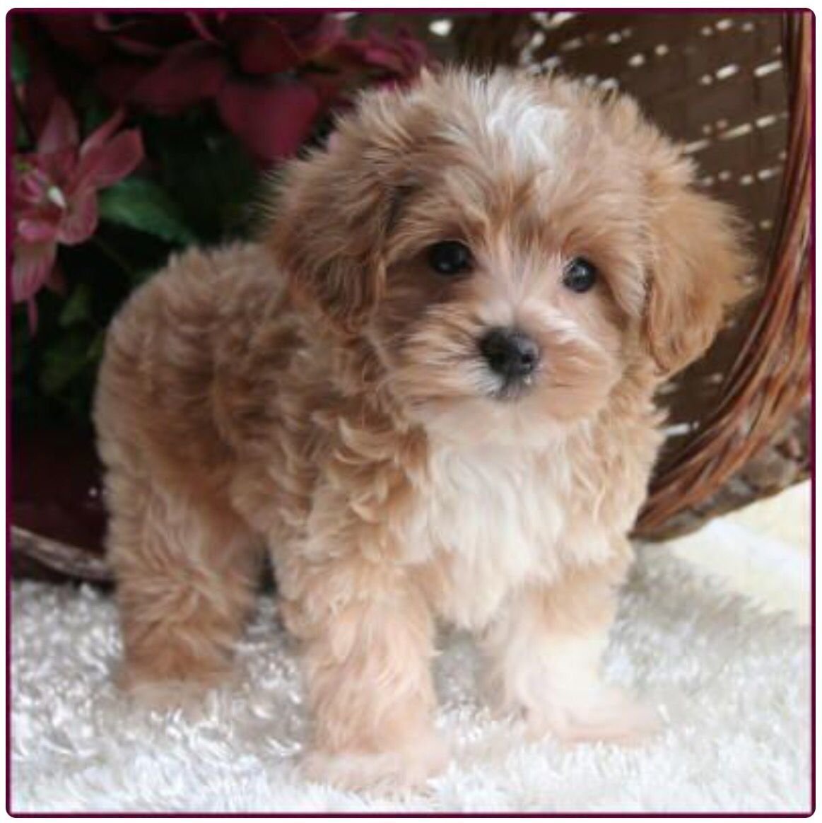 Пудель мальтипу