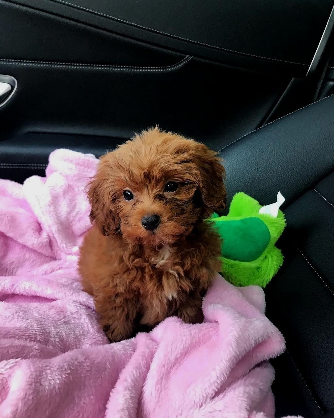 Тедди пудель мальтипу