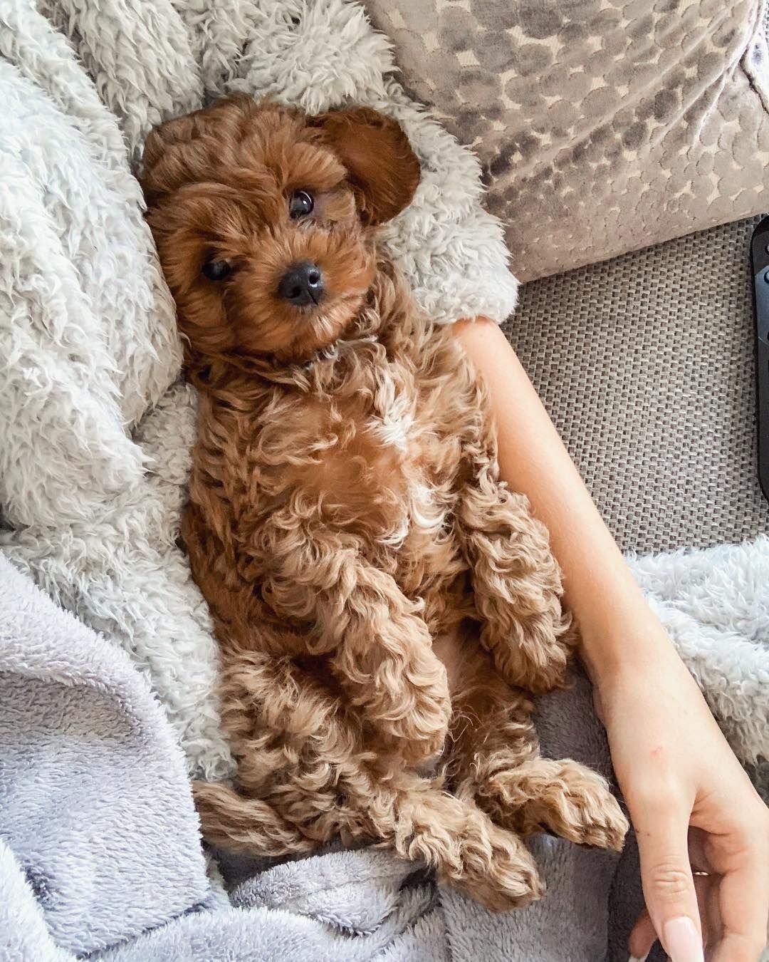 Карликовый пудель мальтипу