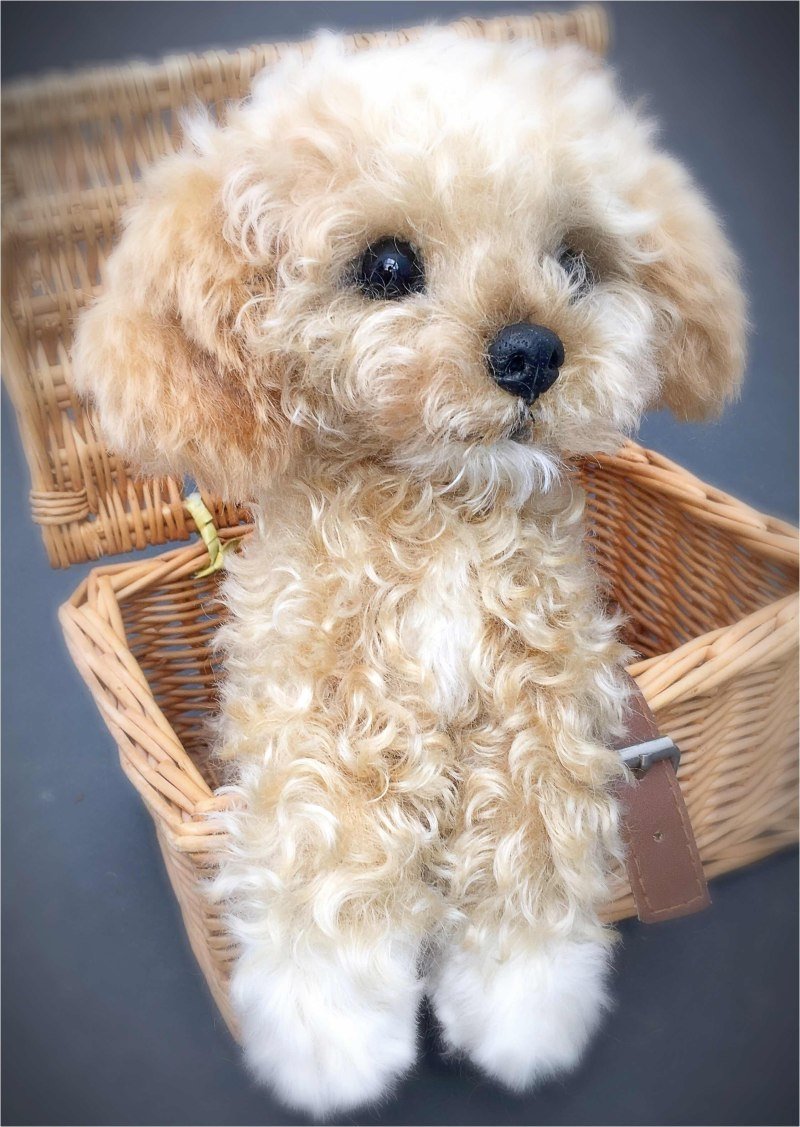 Мальтипу абрикосовый