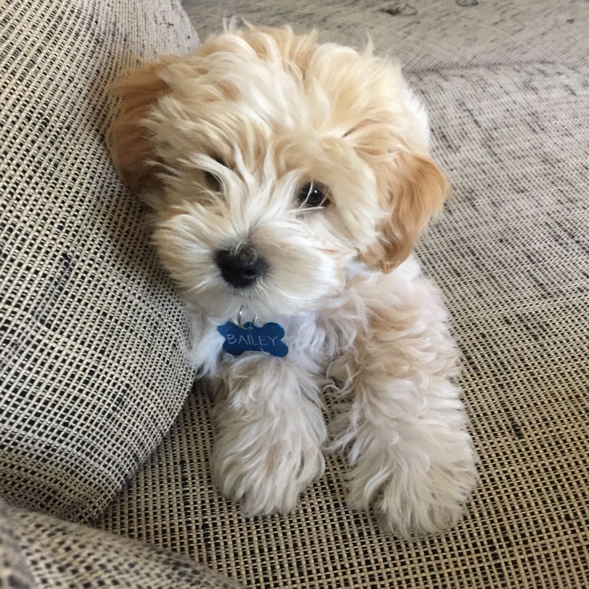 Мальтипу спаниель