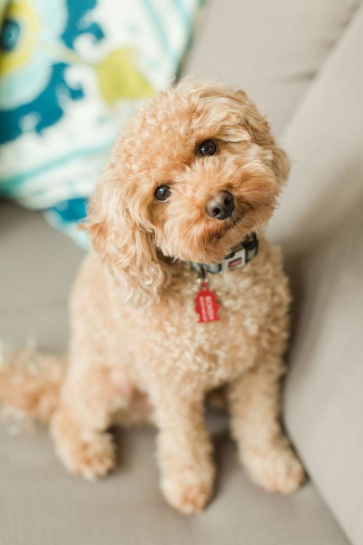 Пудель мальтипу