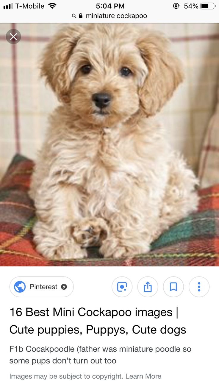 Мальтипу Тедди