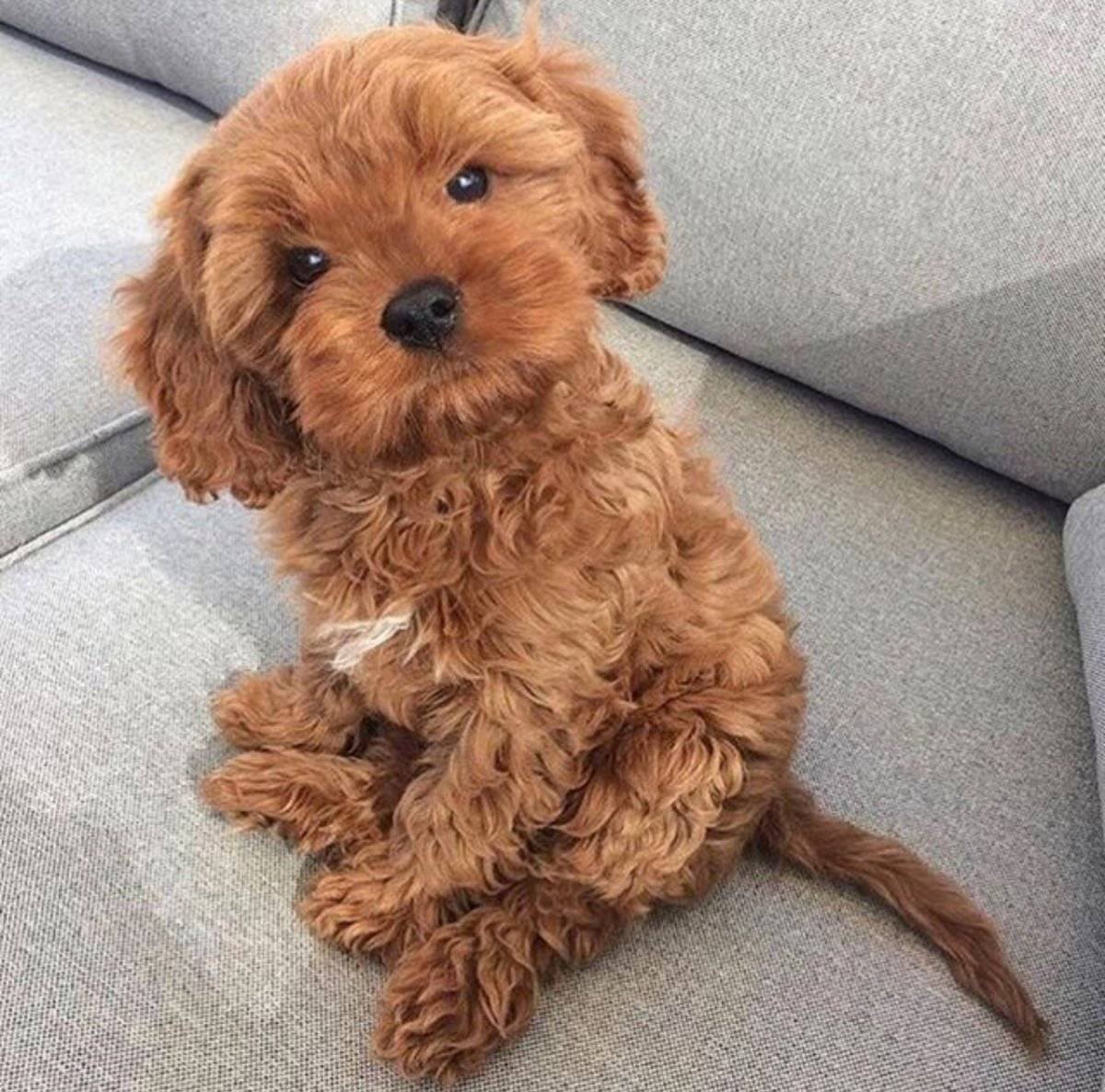 Мальтипу терьер