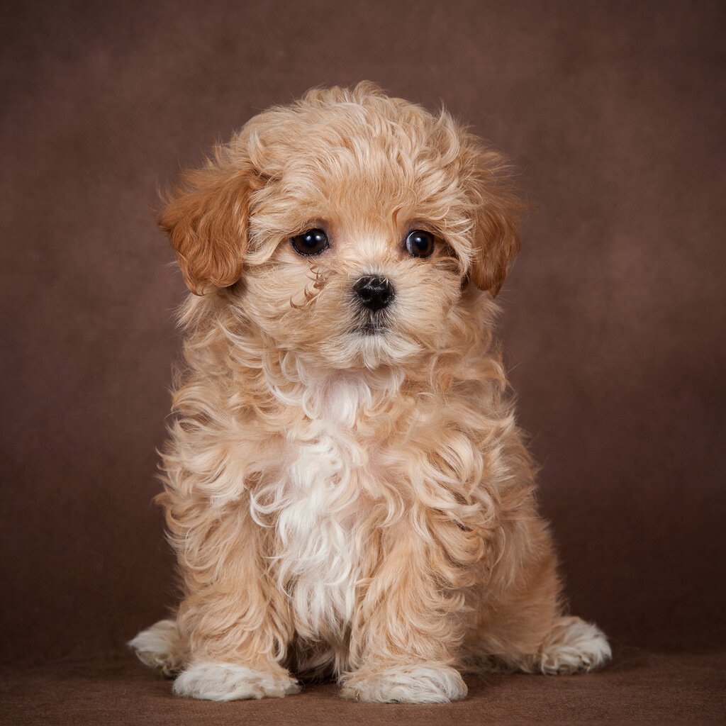 Болонка Бишон фризе