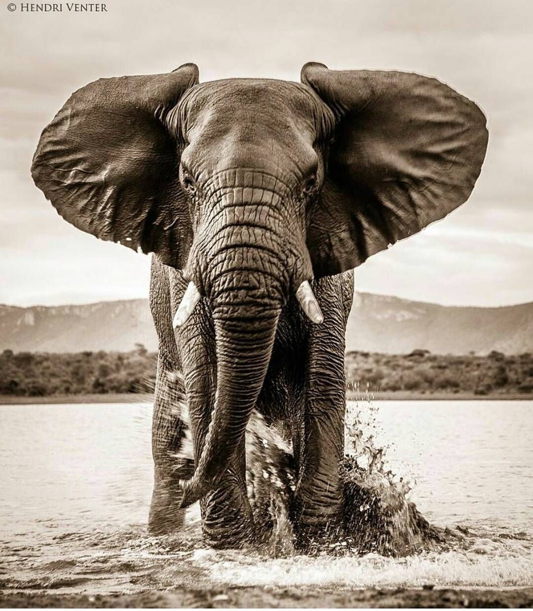 Черная слоновая. Африканский саванский слон. Африканский слон слон. Довима и слоны. Мощный слон.