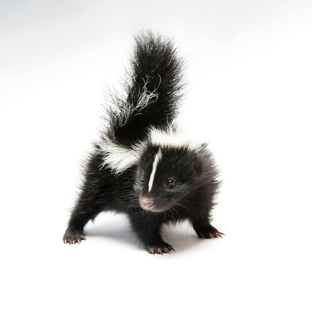 Скунс коричневый