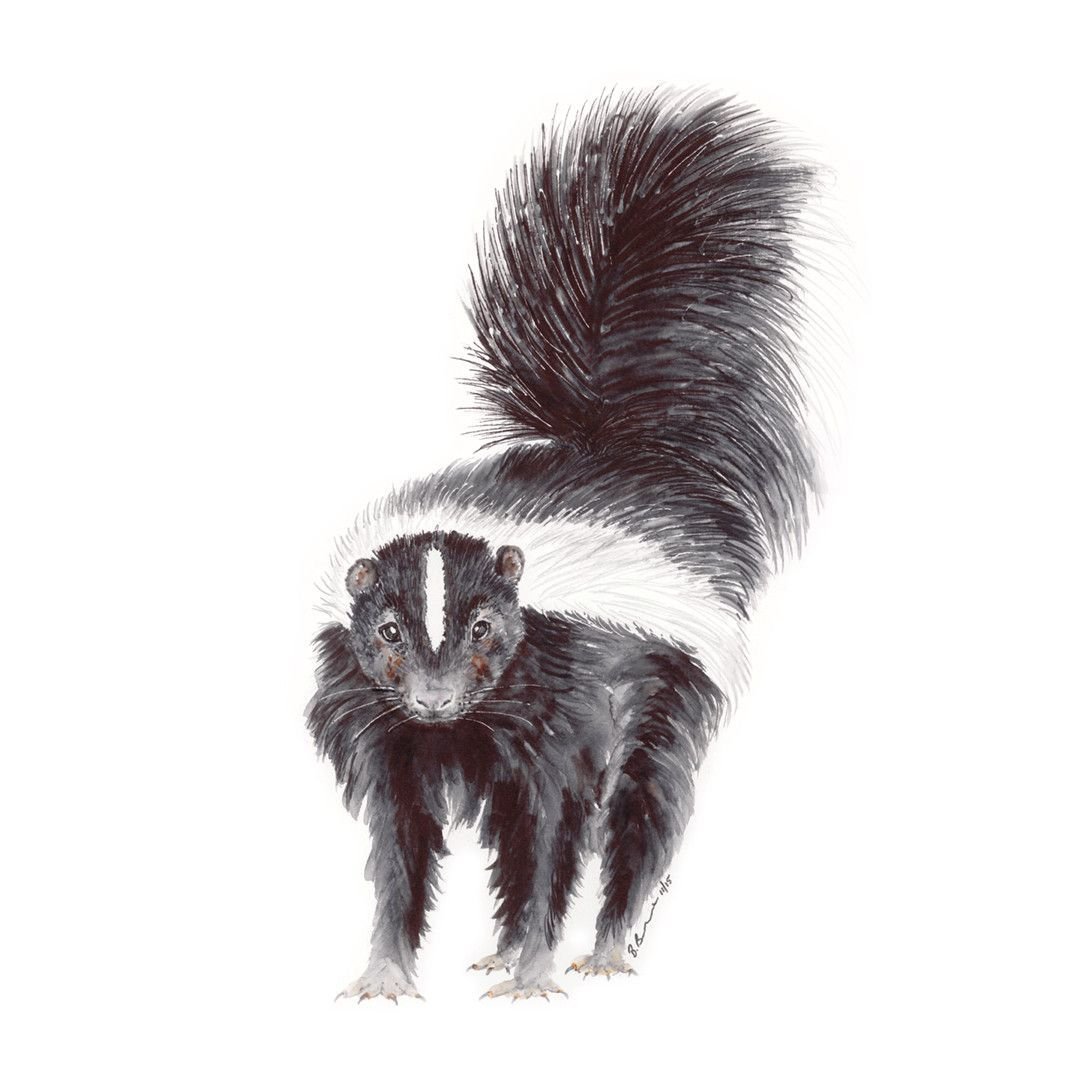 Барсук енот скунс