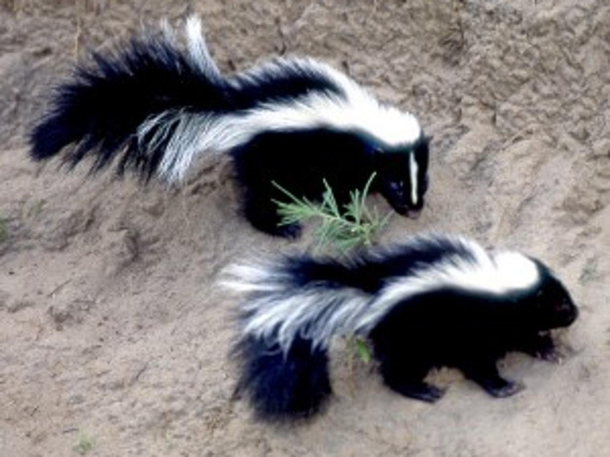 Фиолетовый скунс