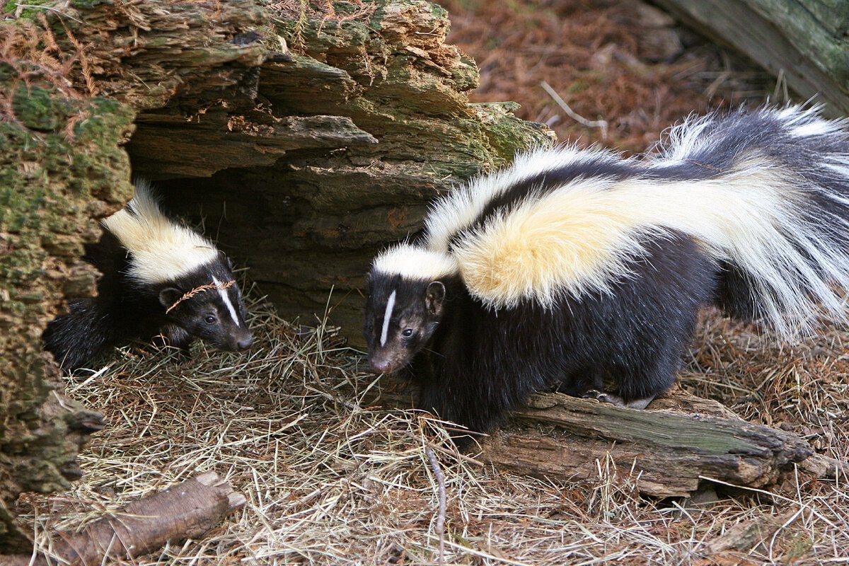 Скунсы ареал