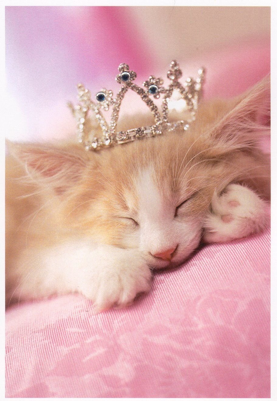Котик принцесса