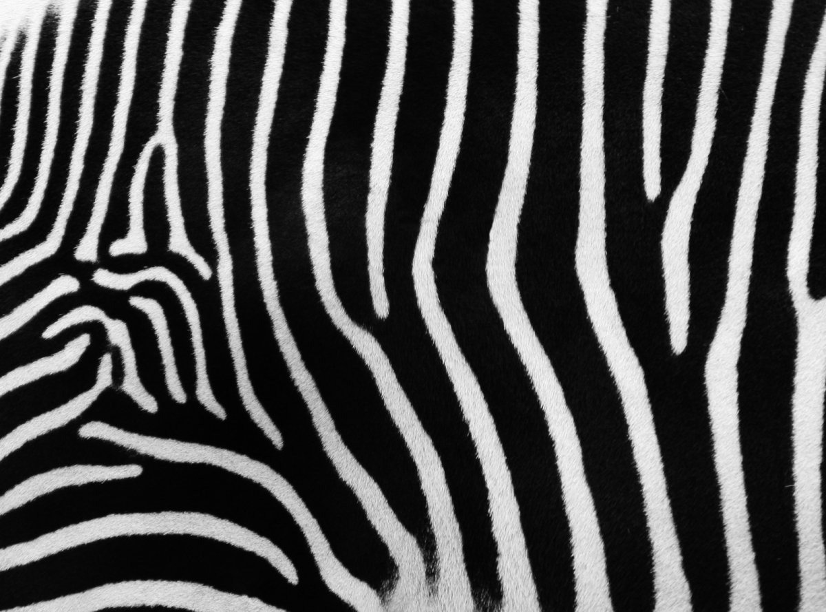 Шкура зебры