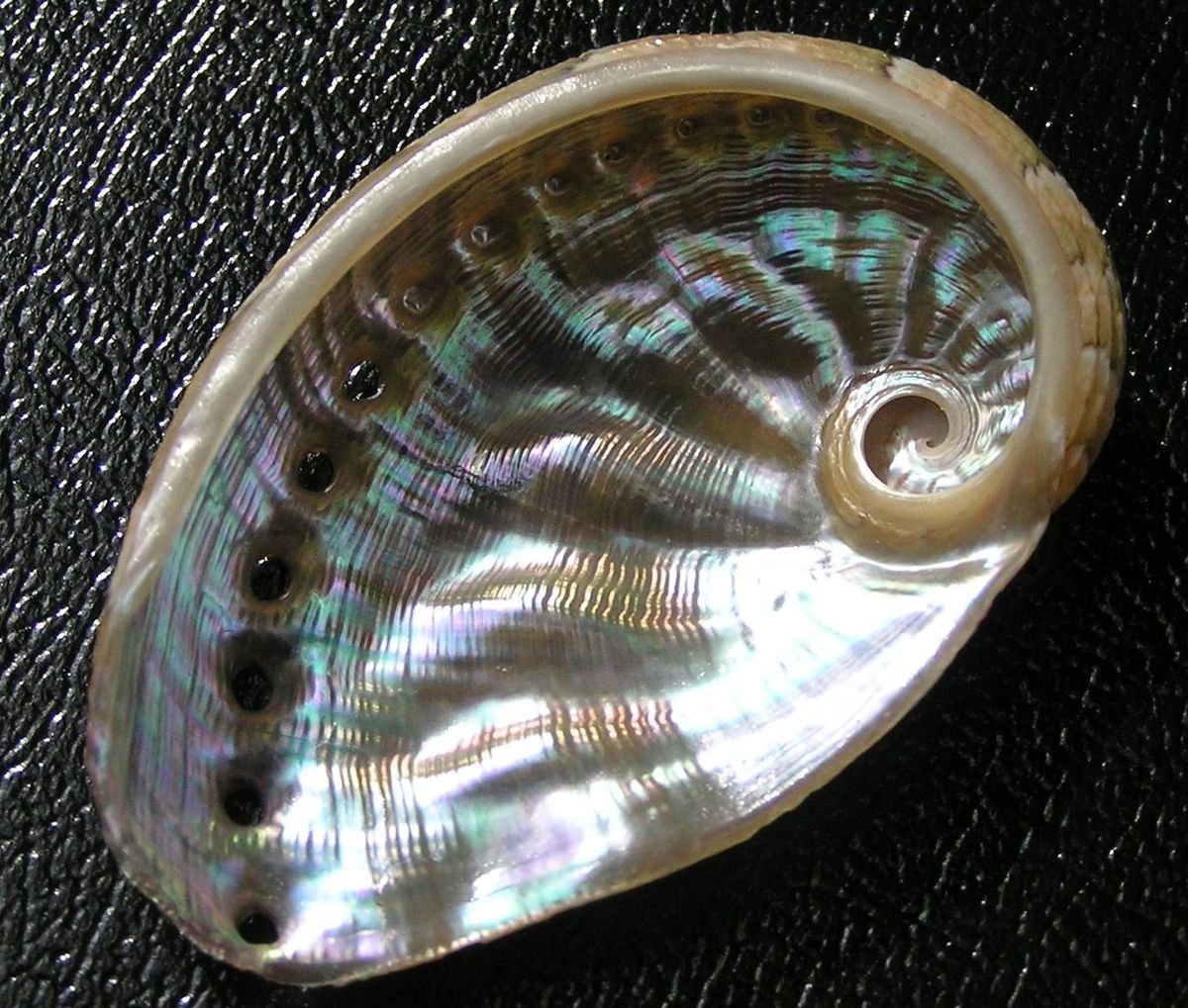 Абалон гелиотис