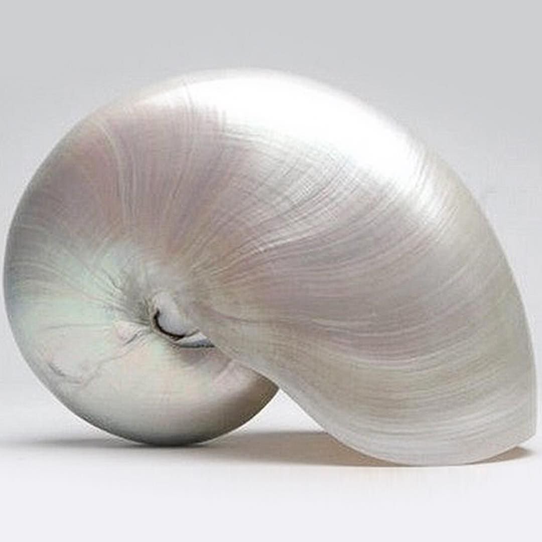 Наутилус Ракушка перламутровая