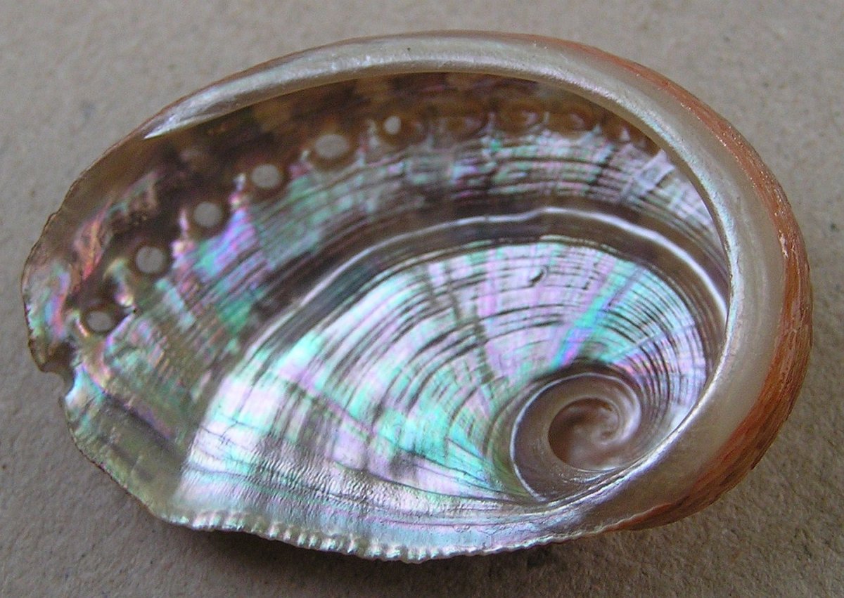 Перламутр абалон