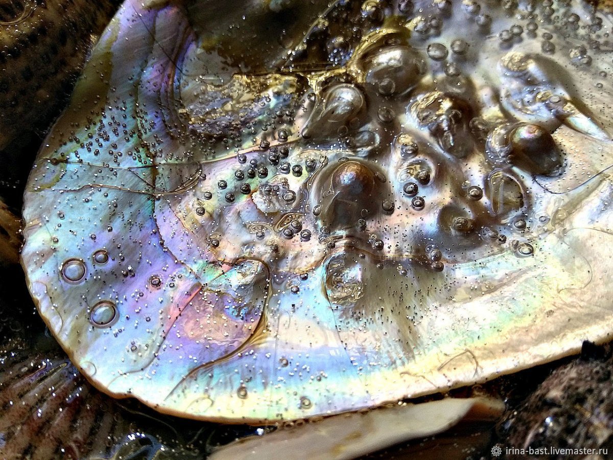 Морская Жемчужница моллюск