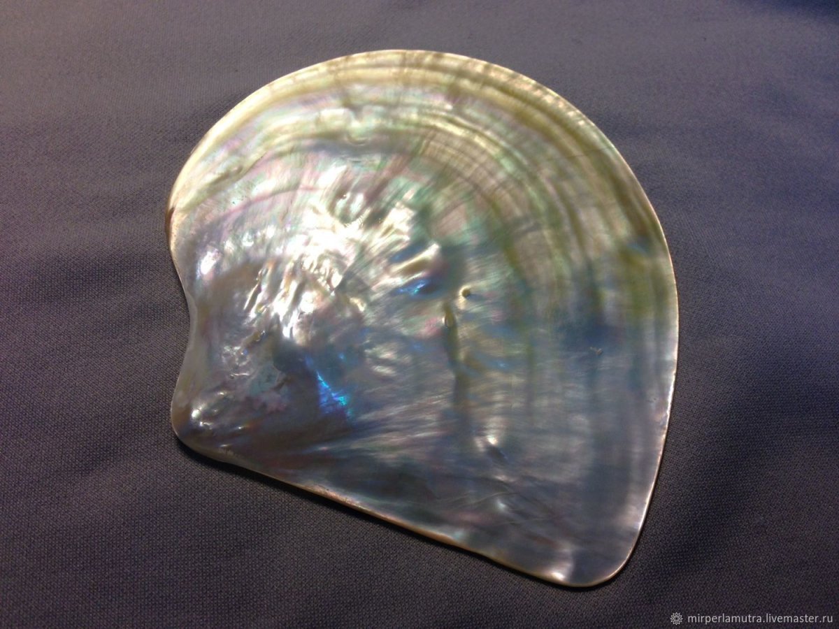 Раковина Жемчужница морская