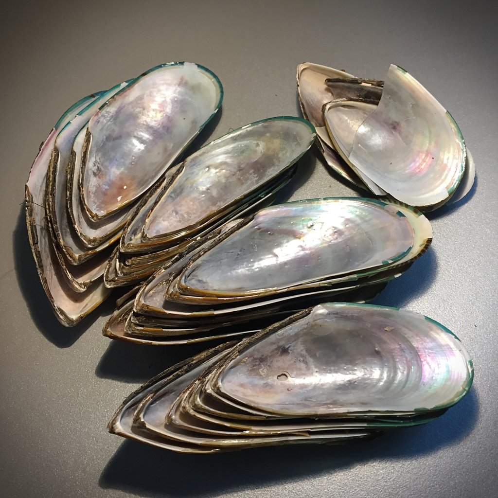 Жемчуг моллюска-гелиотиса