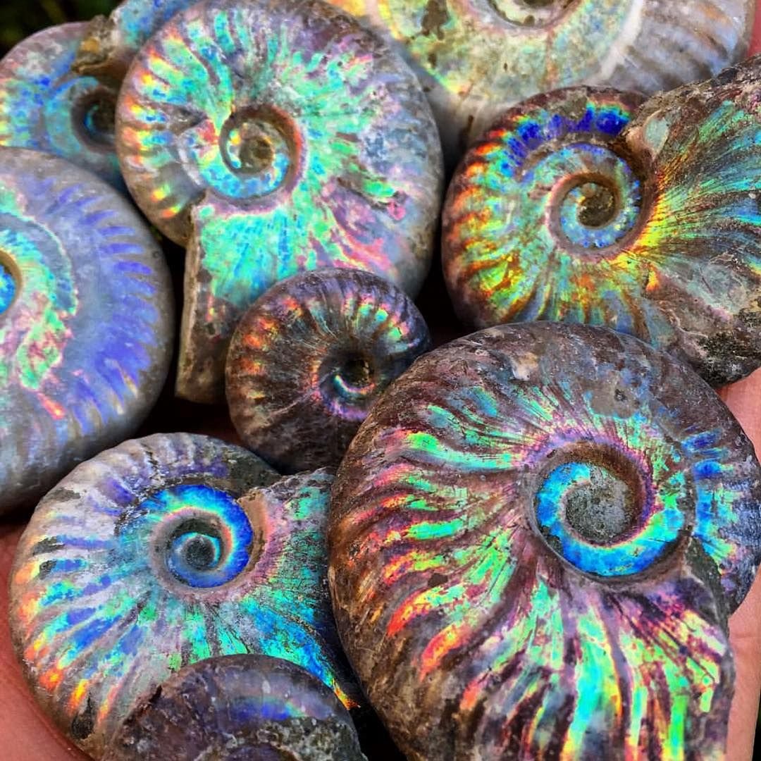 Аммонит Наутилус