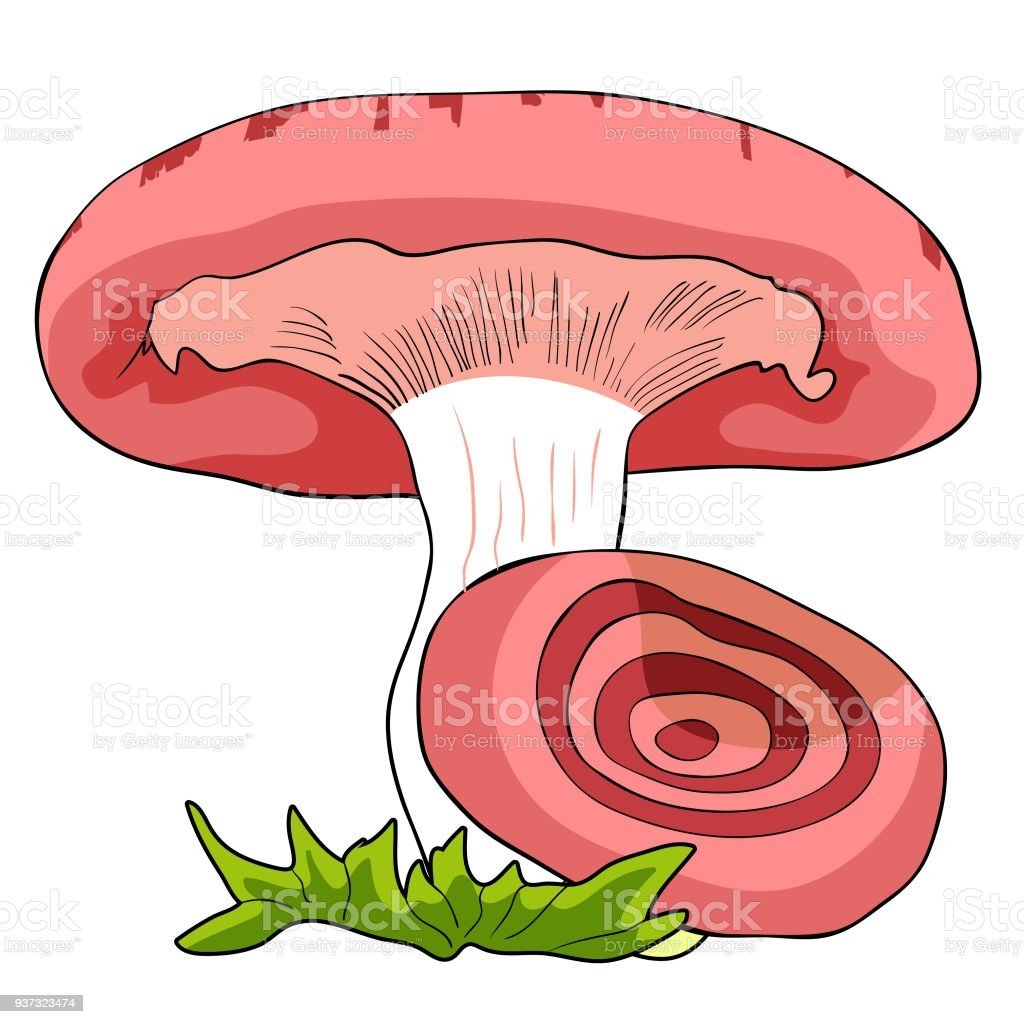 Волнушка гриб рисунок