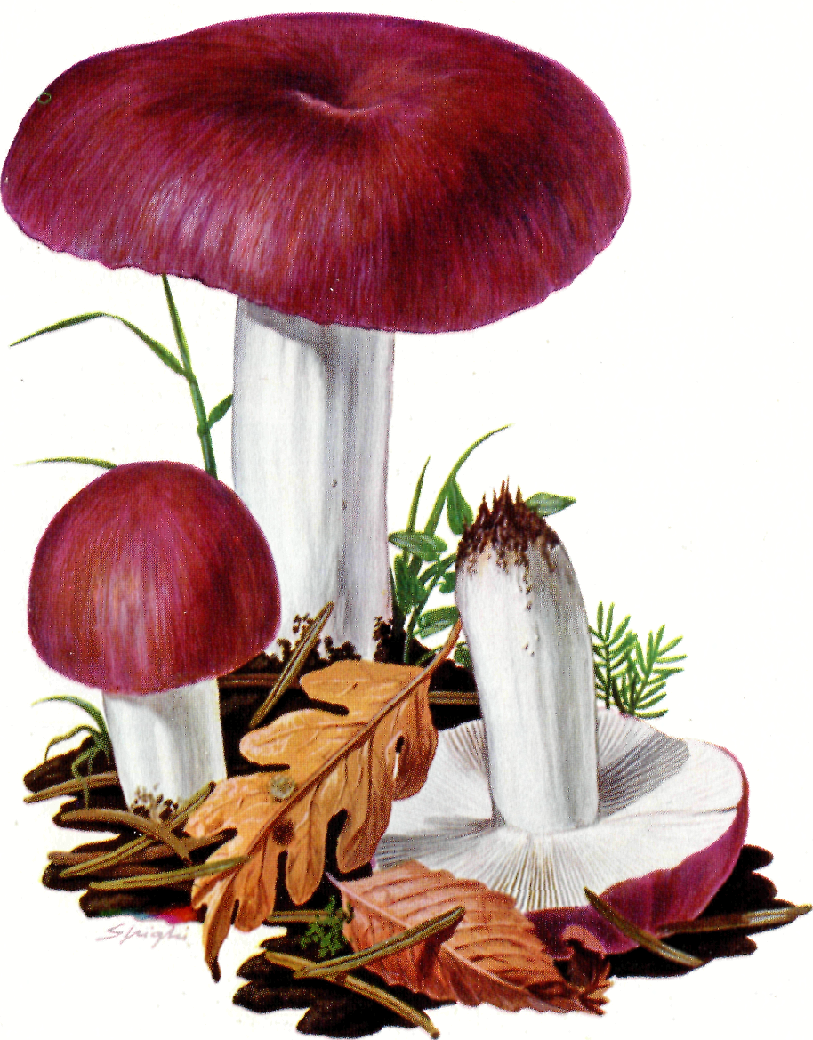 Грибочек сыроежка