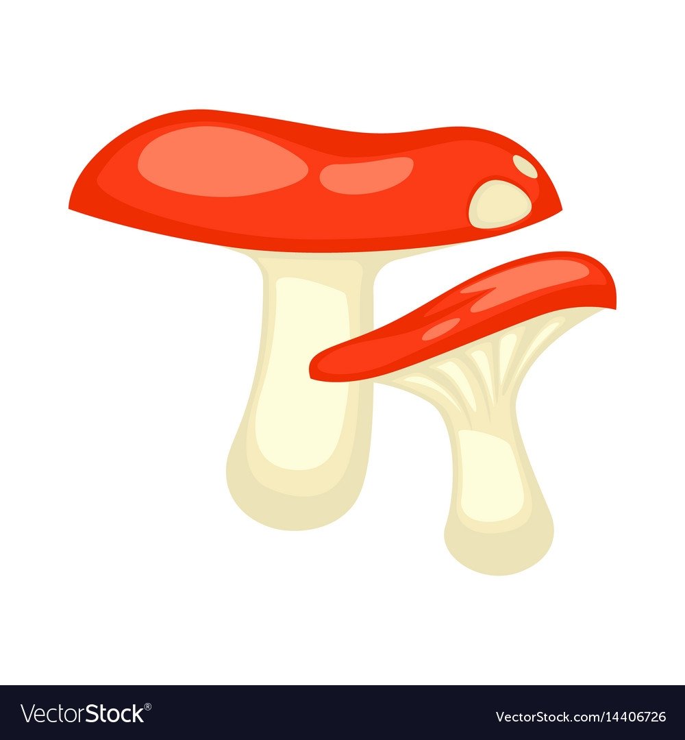 Сыроежка на белом фоне для детей