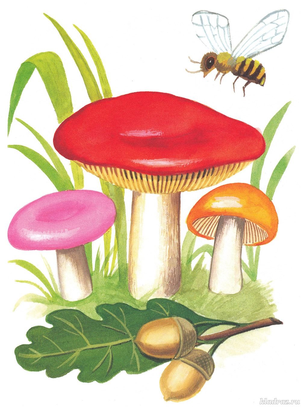 Сыроежка гриб рисунок