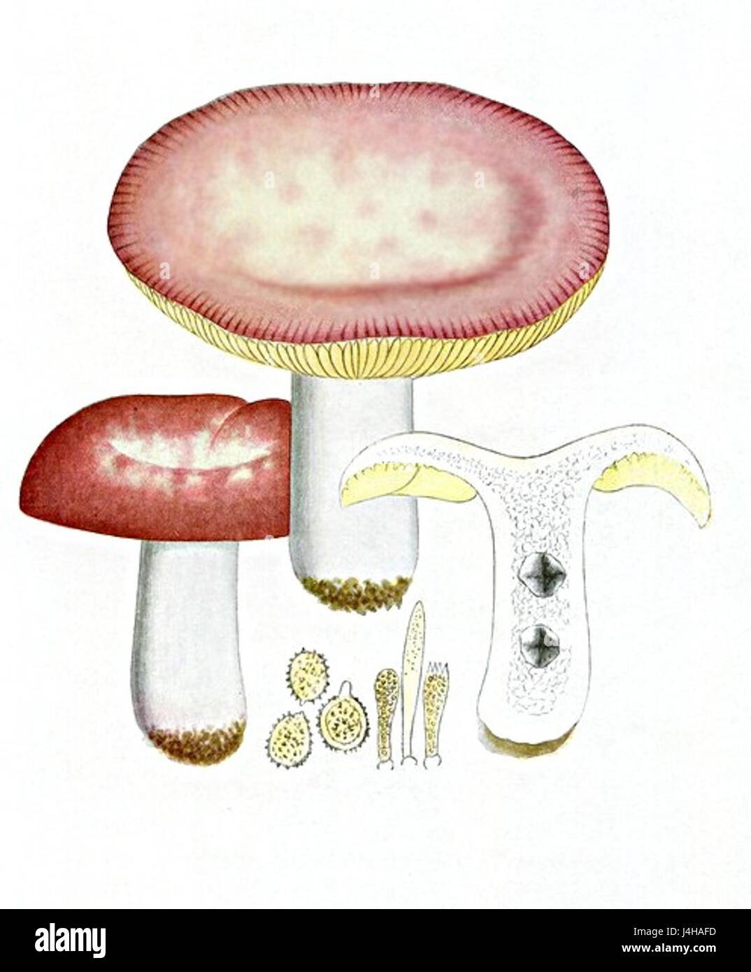 Пластинчатый гименофор Russula