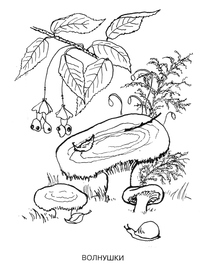 Гриб волнушка раскраска для детей