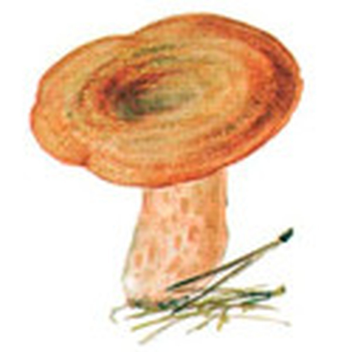 Рыжики грибы