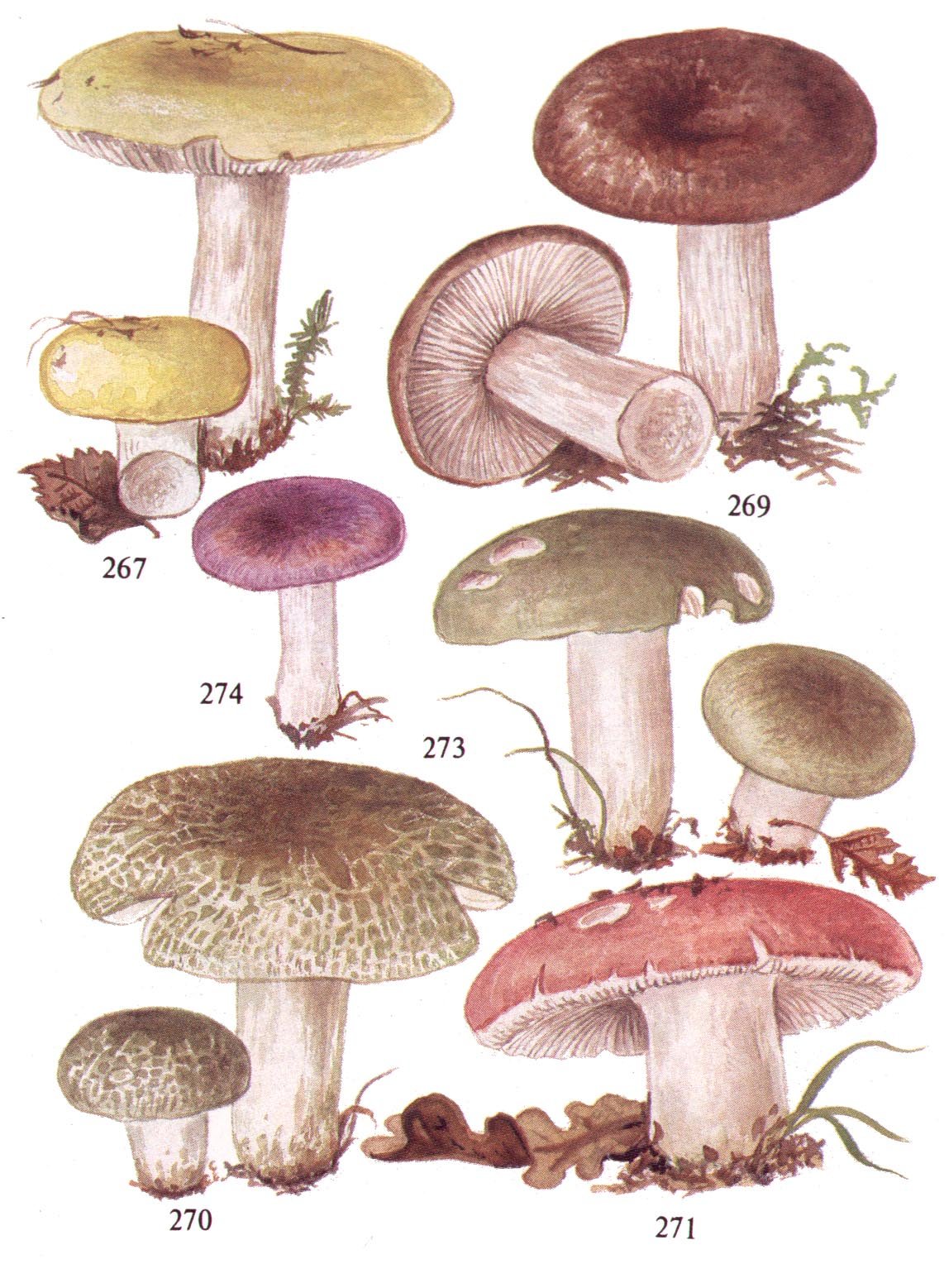 Сыроежка Синявка