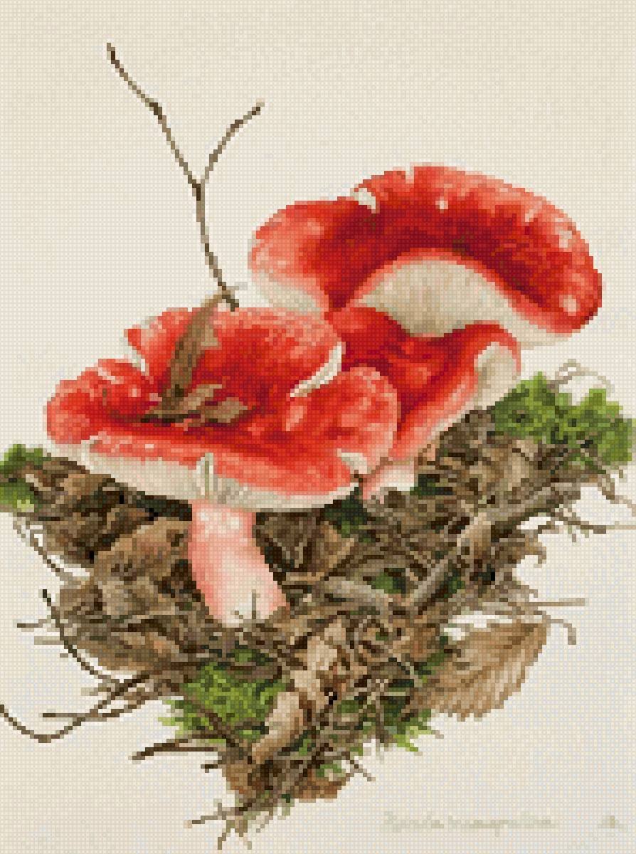 Ботаническая живопись акварелью грибы