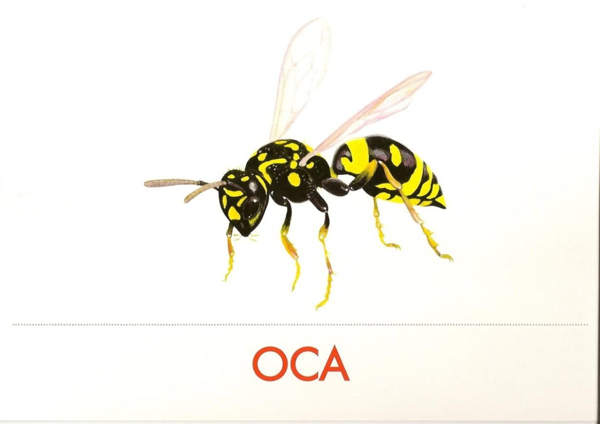 Оса на белом фоне для детей