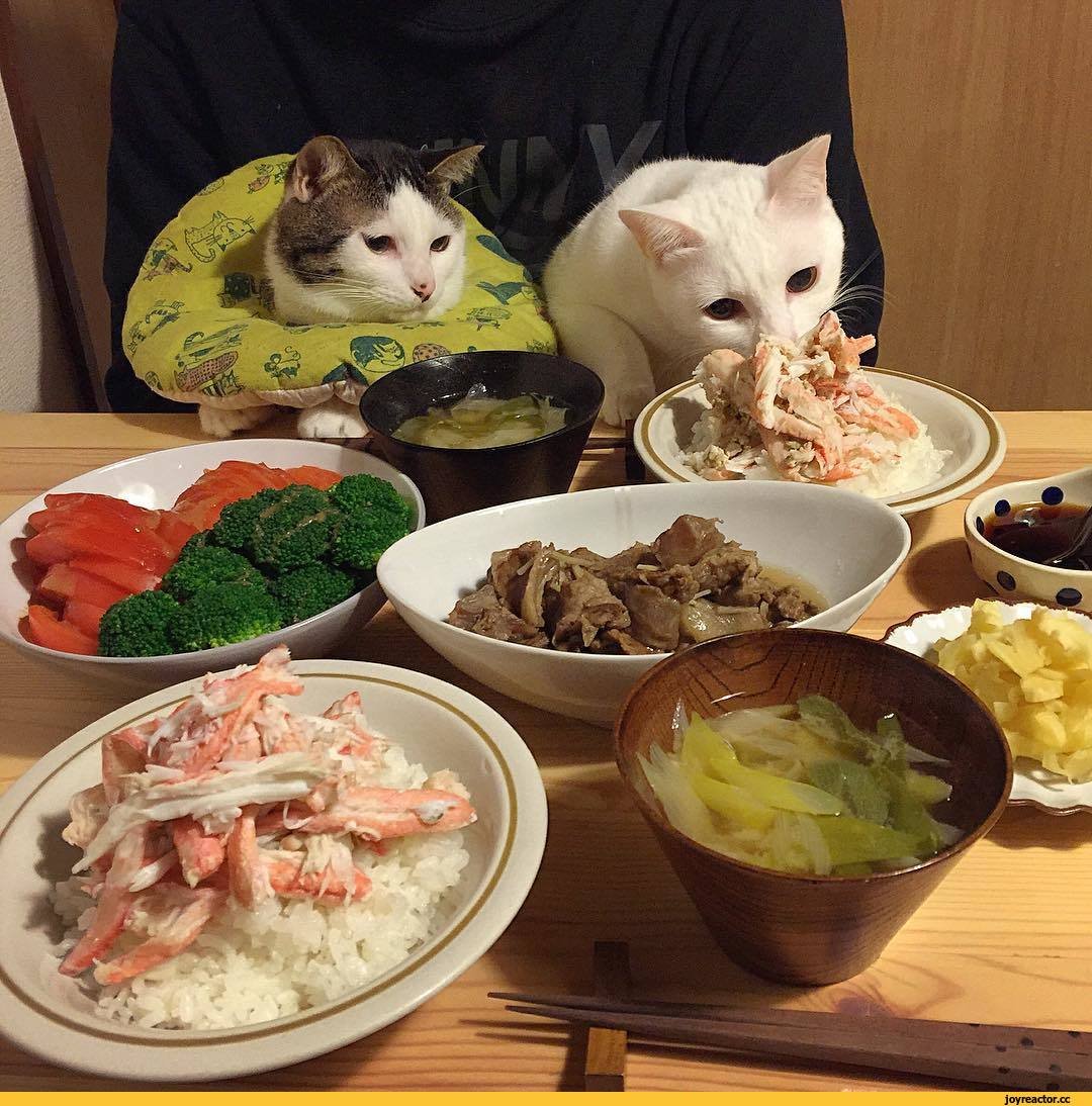 Прикольный обед