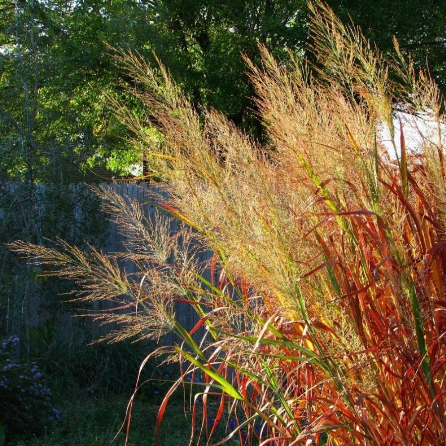 Просо прутьевидное Rotstrahlbusch